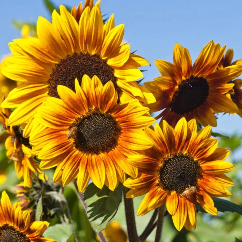 Double Petal Sunflower Seeds